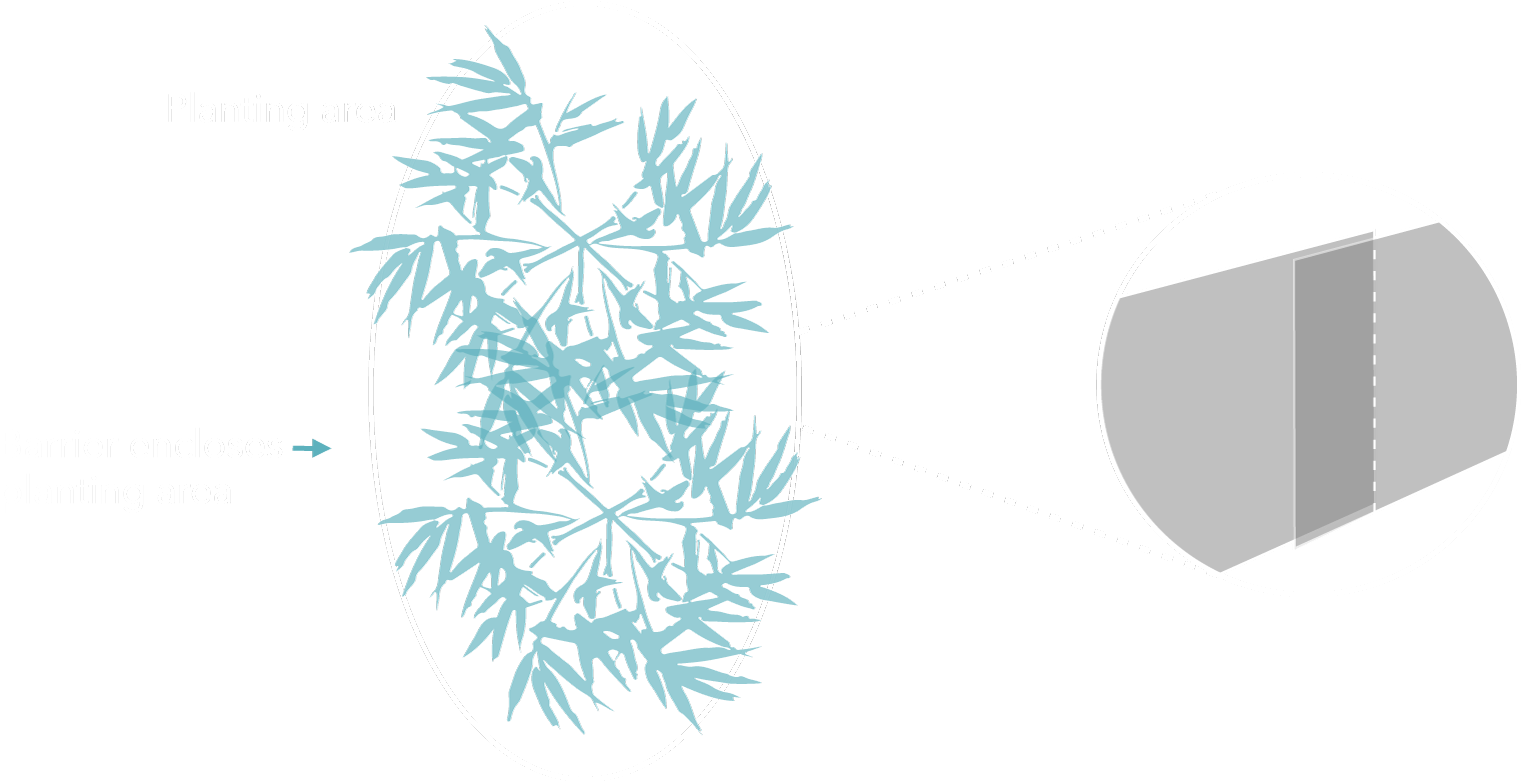 Top Of Deeproot Barrier Must Be Approximately 2" Above - Red Pine (1544x781), Png Download