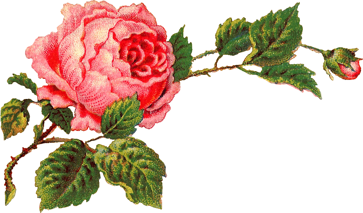 Antique Images Free Digital Flower Label Pink - Vintage Rose Clip Art (1252x745), Png Download
