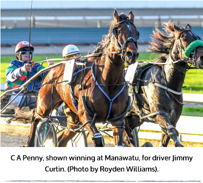 C A Penny, The Well Performed Blenheim Trained Mare - Harness Racing (416x386), Png Download