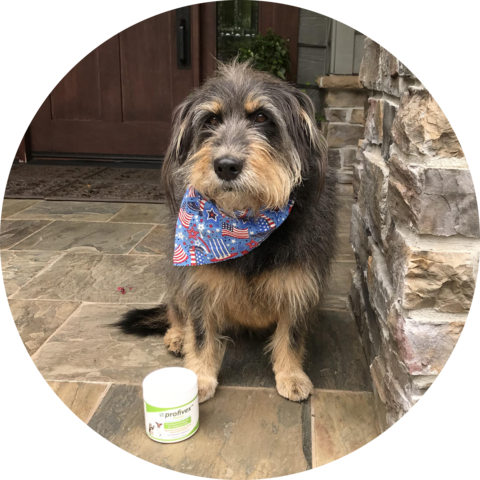 This Beautiful Girl Is "penny" - Morkie (480x480), Png Download