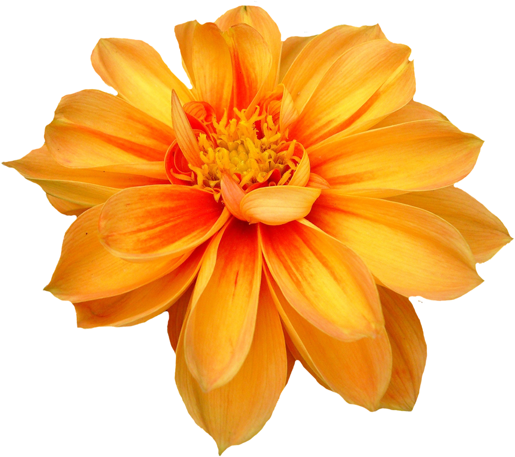 Download Dahlia Flower Png Orange Transparent Image Png Images Transparent Background Flower Png Png Image With No Background Pngkey Com