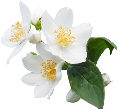 Png Jasmine Flower Transparent Jasmine Flower - Ancient Wisdom Jasmine Dilute Essential Oil - 10ml (476x476), Png Download
