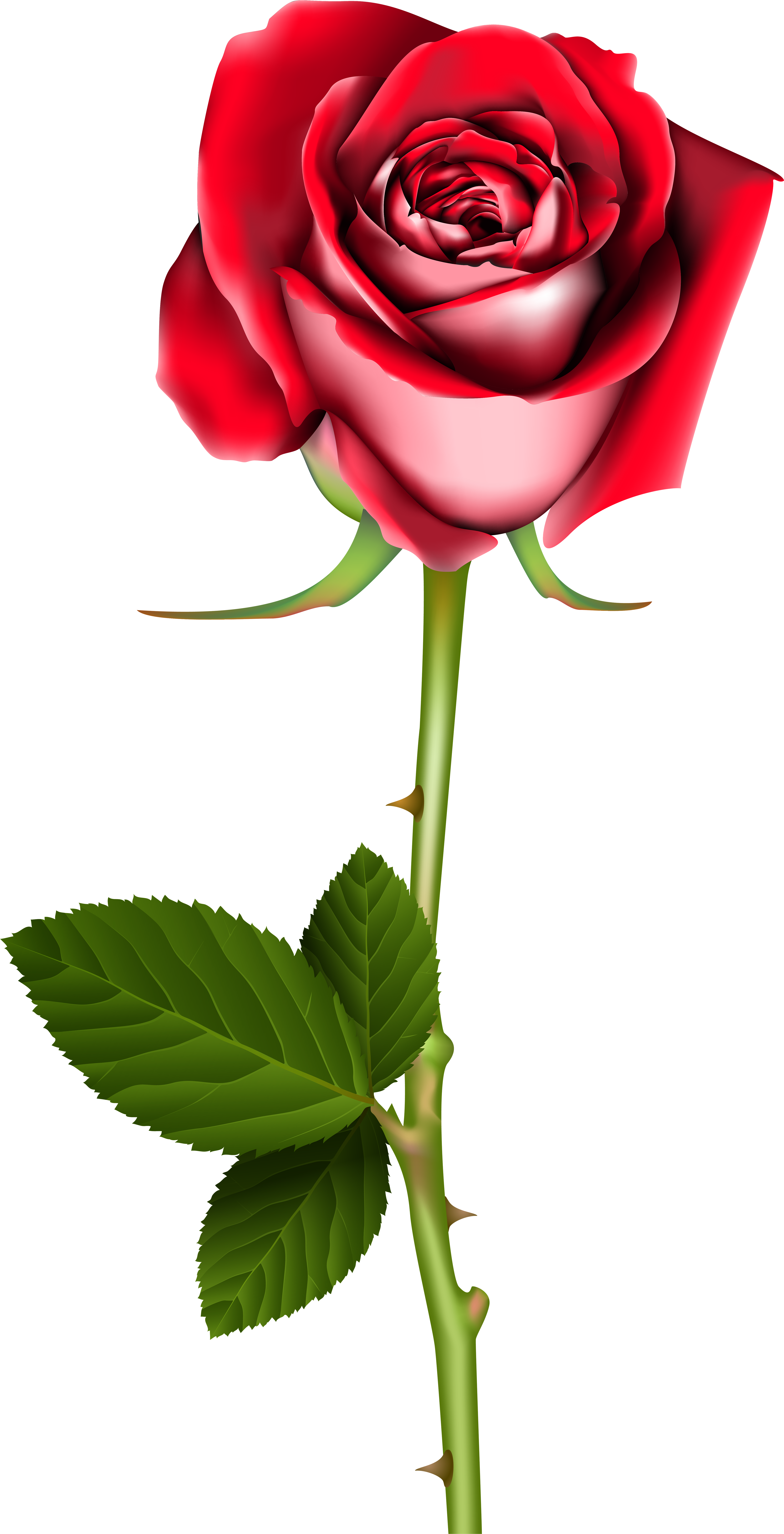 Rose Png Clip Art - Clip Art Roses Png (4284x8100), Png Download