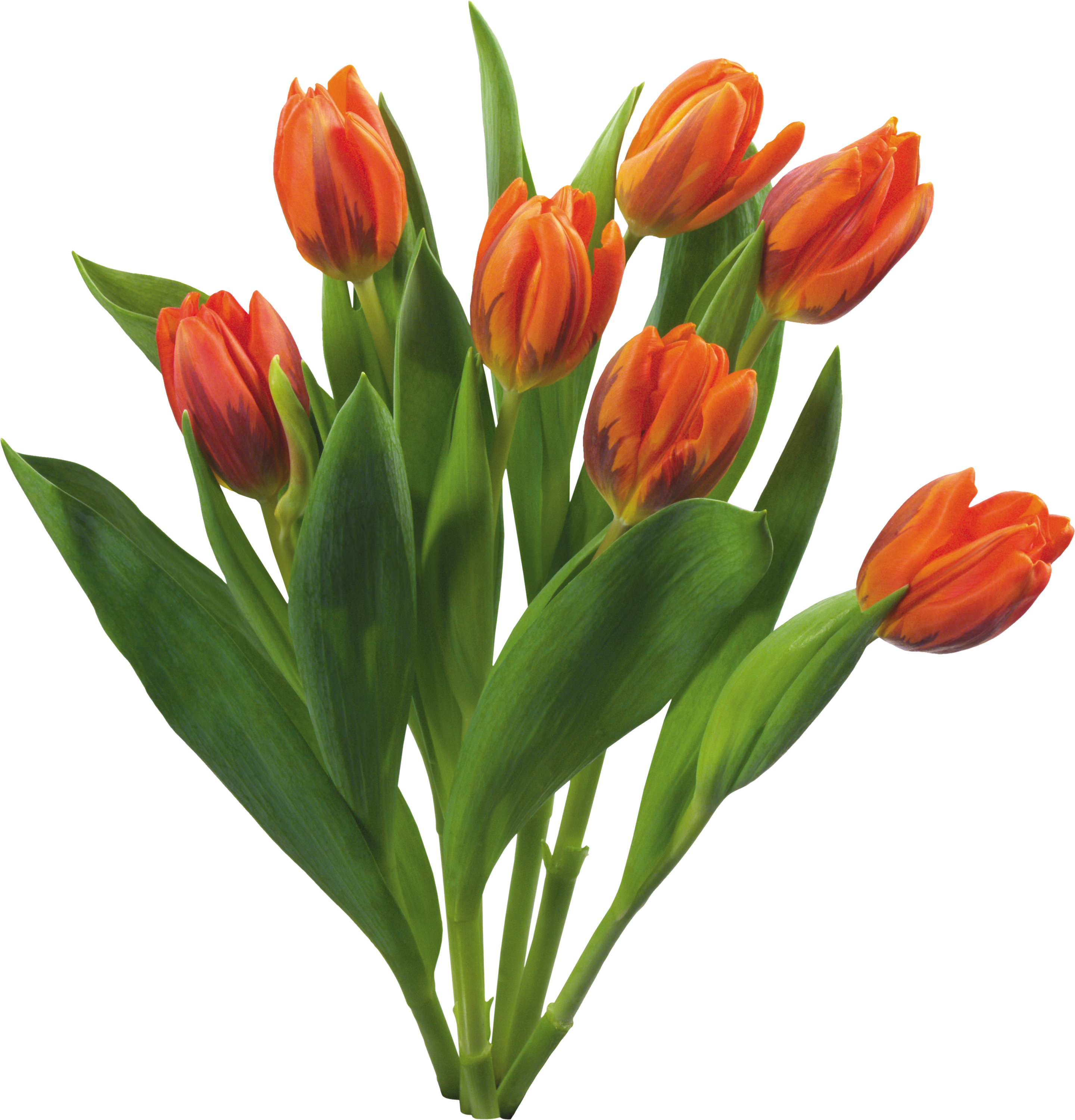Bouquet Flowers Png - Love Tulips Beautiful Spring Flowers Set (2880x3000), Png Download