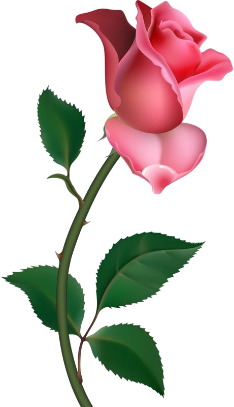 Single Rose Png Pic - Clip Art Rose (461x800), Png Download