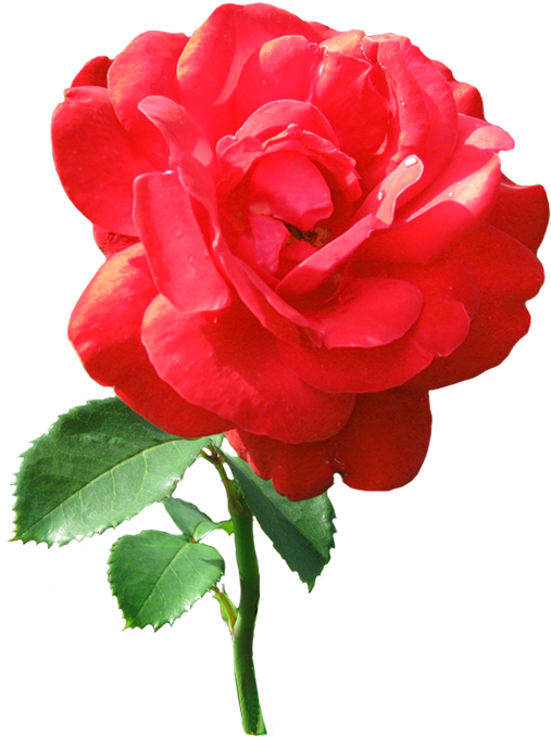 Single Red Rose With Dew Drops - Rose Clip Art (533x709), Png Download