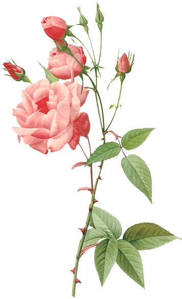 Rosa Indica Vulgaris Poster Print By Pierre Redoute (357x585), Png Download