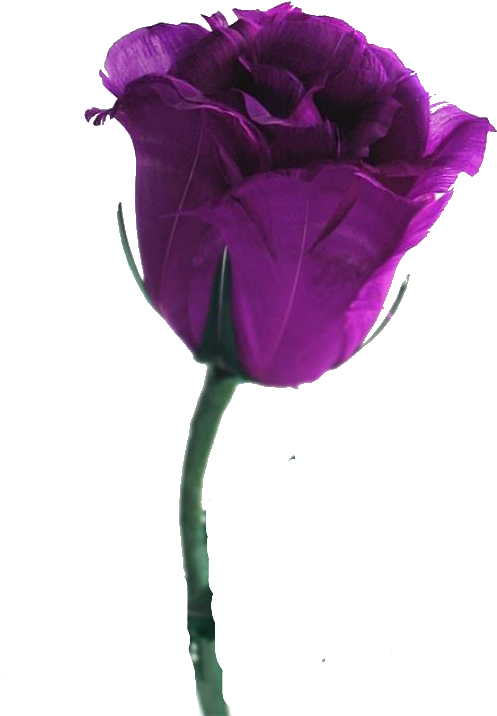 Single Stem Rose Png For Kids - Green And Purple Rose (564x752), Png Download