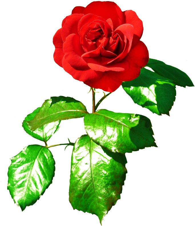 Red Red Rose With Leaves - Single Red Rose With Leaf (700x827), Png Download