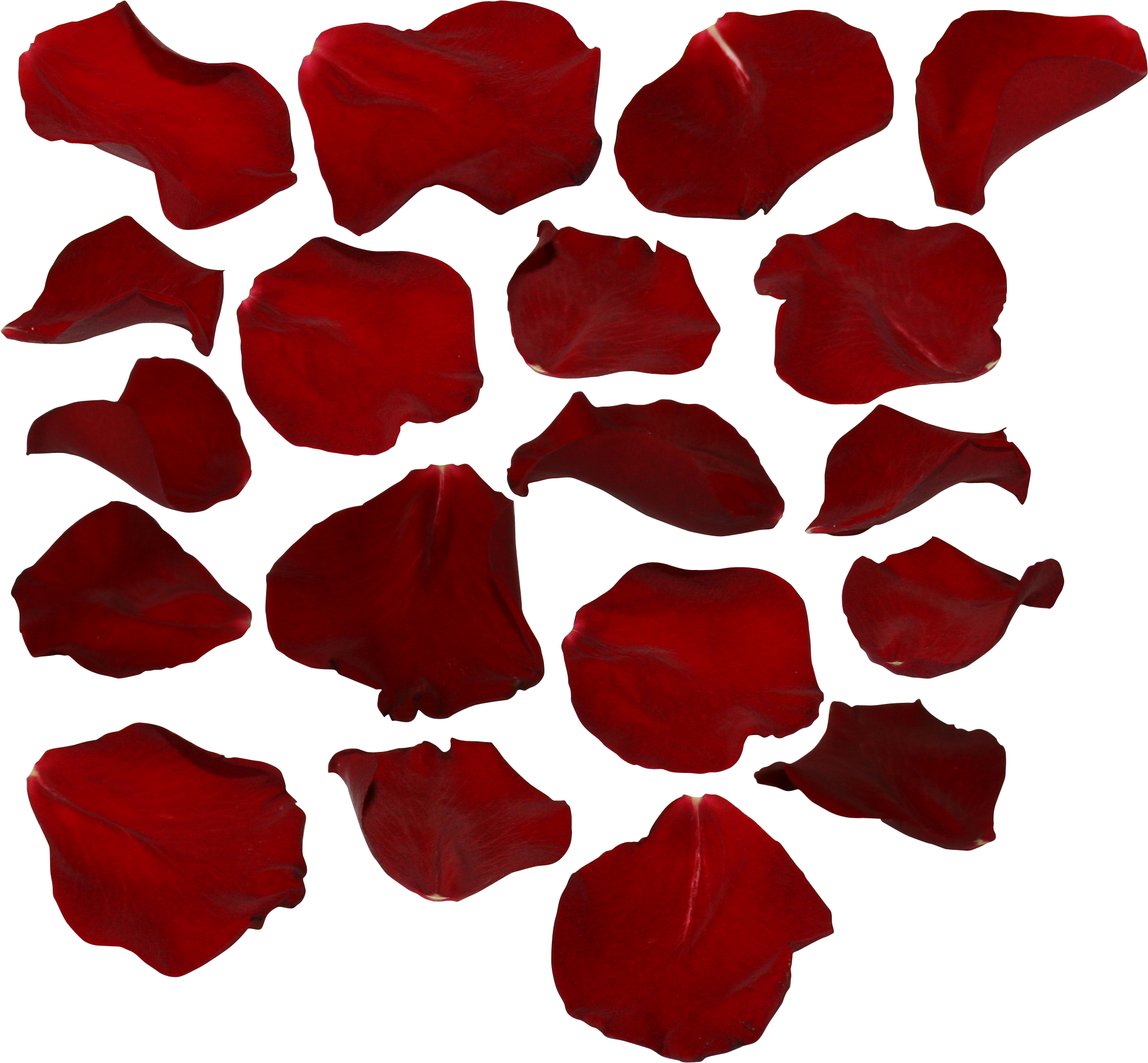 Single Red Rose Png Single Rose Petal Png - Rose Petal Transparent Background (400x372), Png Download