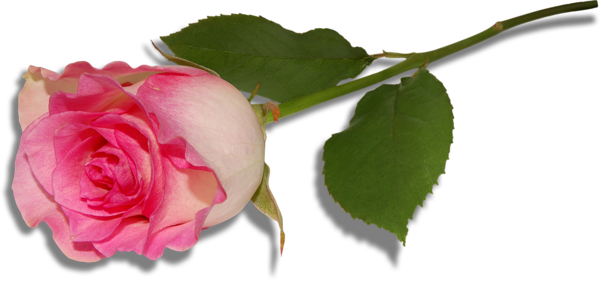 0, - New Nature Wallpaper Hd Widescreen High Quality Desktop (600x281), Png Download