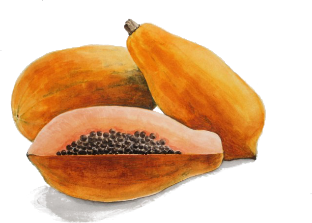 Papaya Drawing Watercolor - Watercolour Papaya (688x486), Png Download