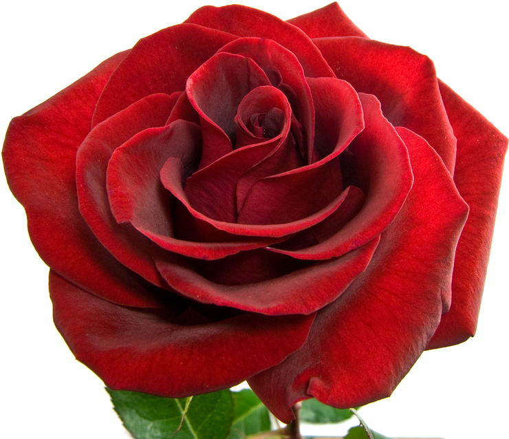 She Has Also Left Us With Quite A Legacy - Floribunda (1000x736), Png Download