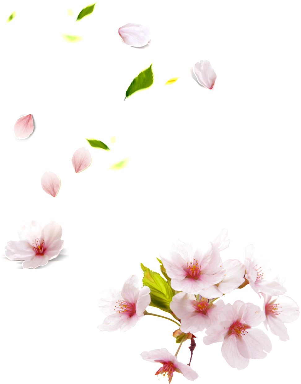 Este Gráficos Es Pink Papaya Pétalo De Flor Elemento - Peach Blossom Png (1024x1402), Png Download