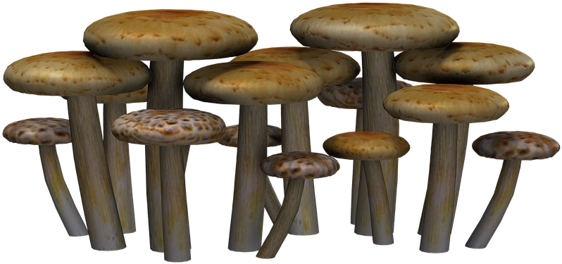 Transparent Png Mushroom Clipart Mushroom Colorful (640x480), Png Download