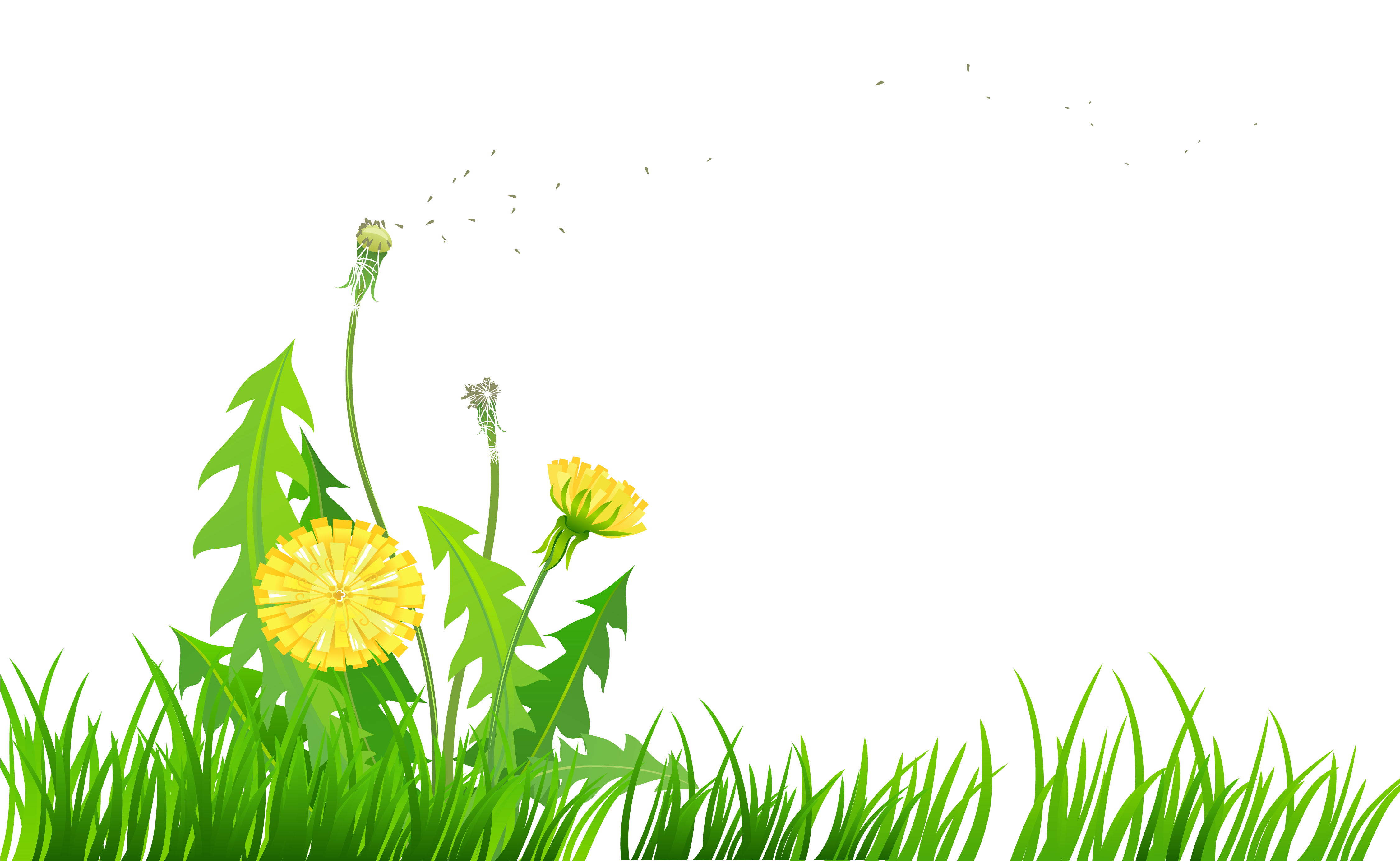 Dandelion Clipart Transparent - Dandelions Clip Art (4502x2882), Png Download