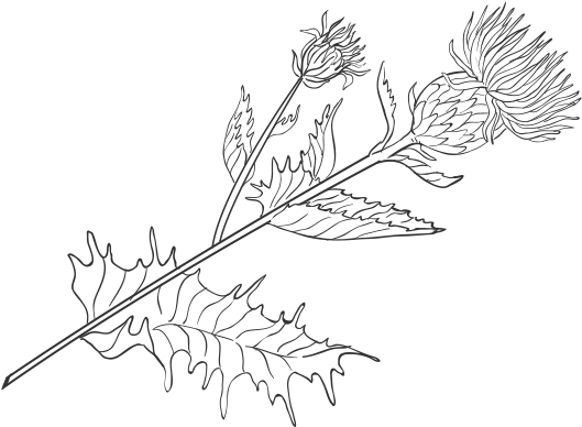 Thistle Png (600x600), Png Download
