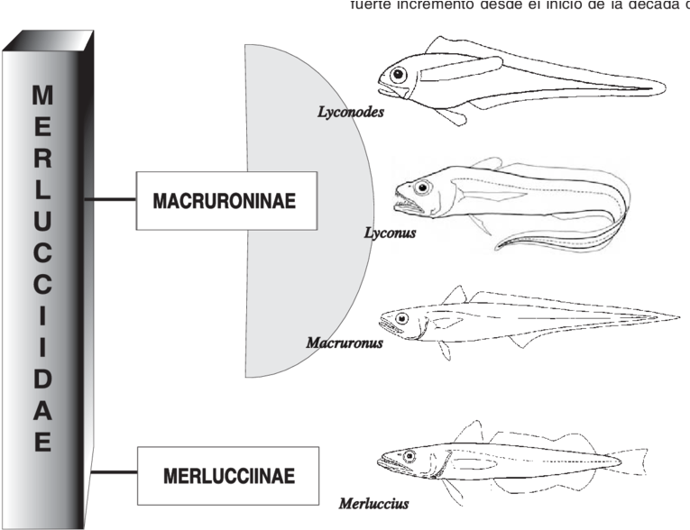 Clasificación De La Familia Merlucciidae (850x590), Png Download