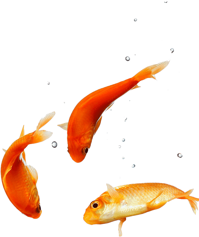 Peixe Aquario Png (661x777), Png Download