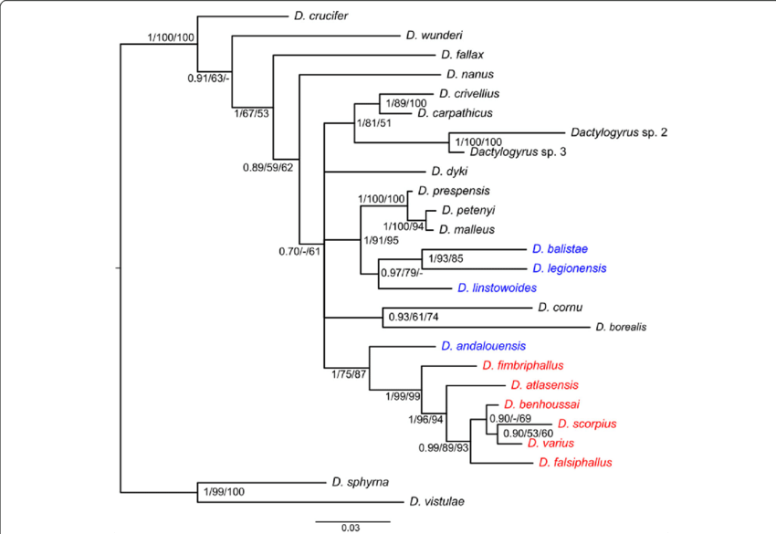 Phylogenetic Tree Of Dactylogyrus Species Belonging (850x585), Png Download