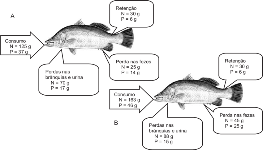 -exemplo De Balanço De Massa, Nitrogênio E Fósforo (850x488), Png Download
