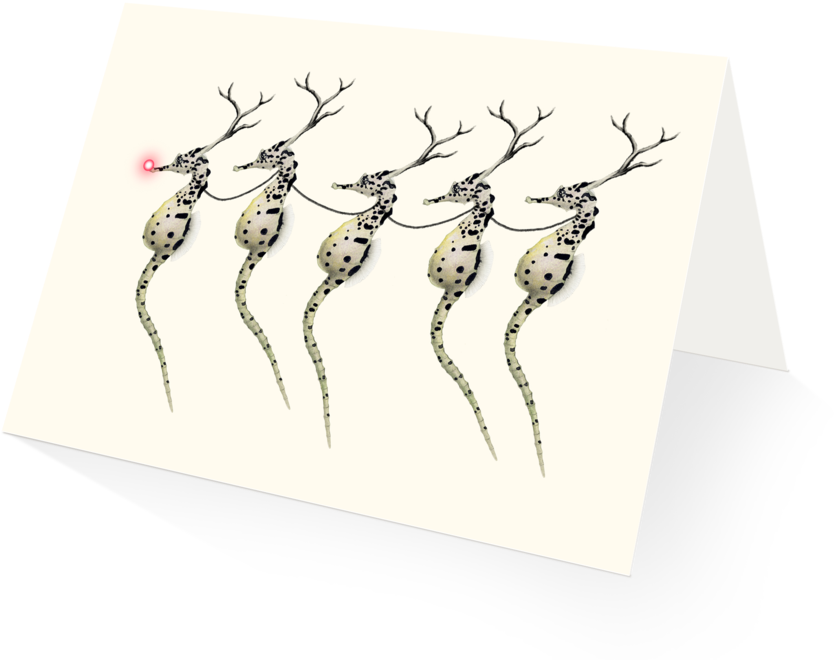Santa's Seahorses Holiday Card (1024x825), Png Download