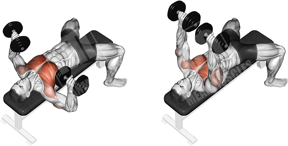 Download Flat Dumbbell Bench Press Png Image With No Background