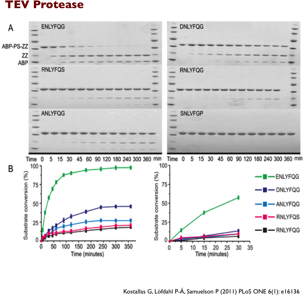 Everything You Need To Know About Cleavage Enzymes (1006x1005), Png Download