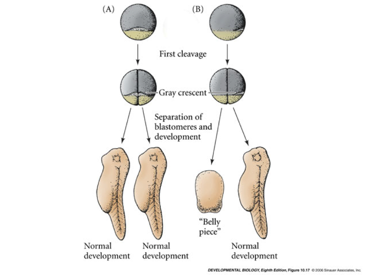 2 First Cleavage Gray Crescent Separation Of Blastomeres (1024x563), Png Download