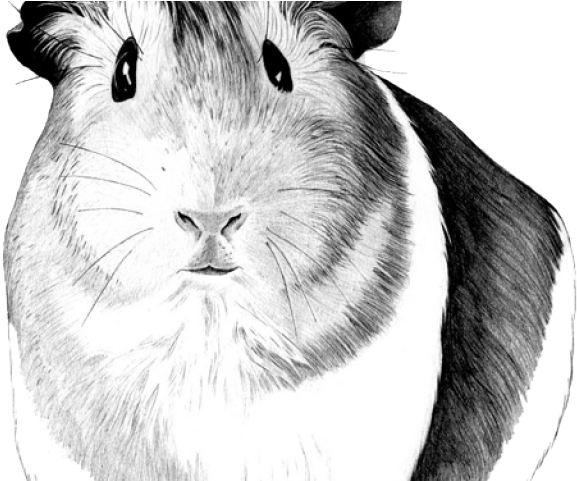 Guinea Pig Png (640x480), Png Download