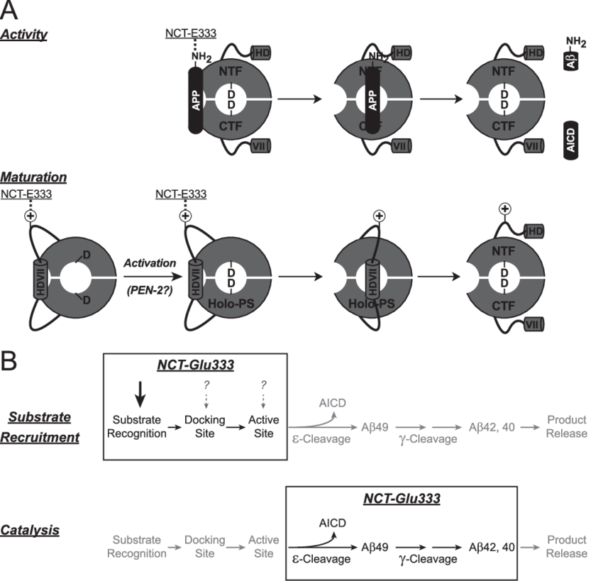 Model For The Dual Role Of Glu 333 Of Nct In Both Secretase (850x819), Png Download