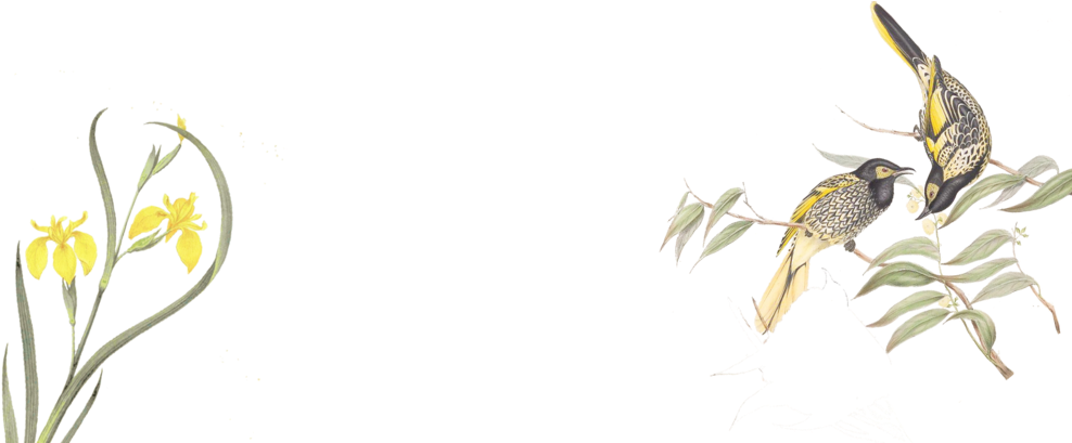 Spring4 (1000x408), Png Download
