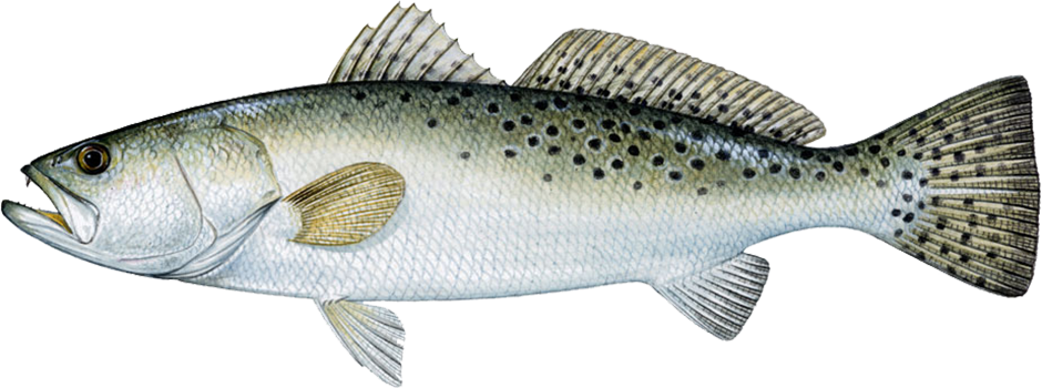 Speckled Trout (940x350), Png Download