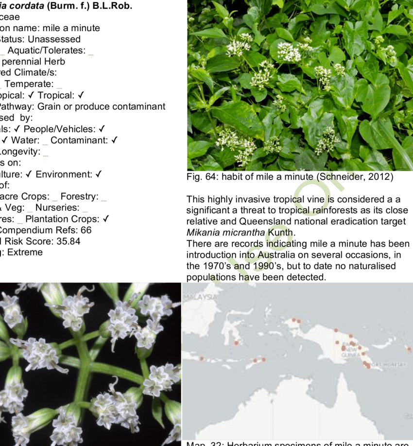 Flowers Of Mile A Minute (850x917), Png Download