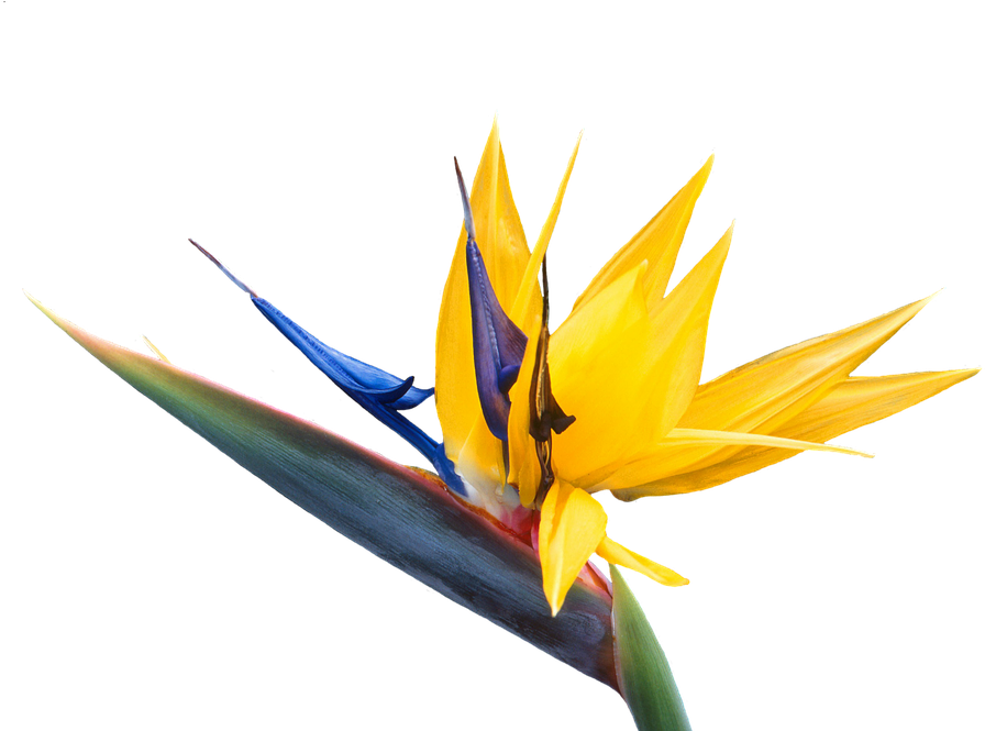 Caudata, Flower, Bird Of Paradise Flower, Strelitzia (960x664), Png Download