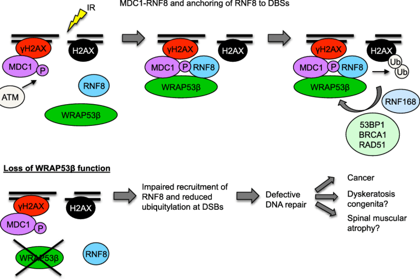 Schematic Model Of Wrap53b Function In The Ddr Pathway (850x565), Png Download
