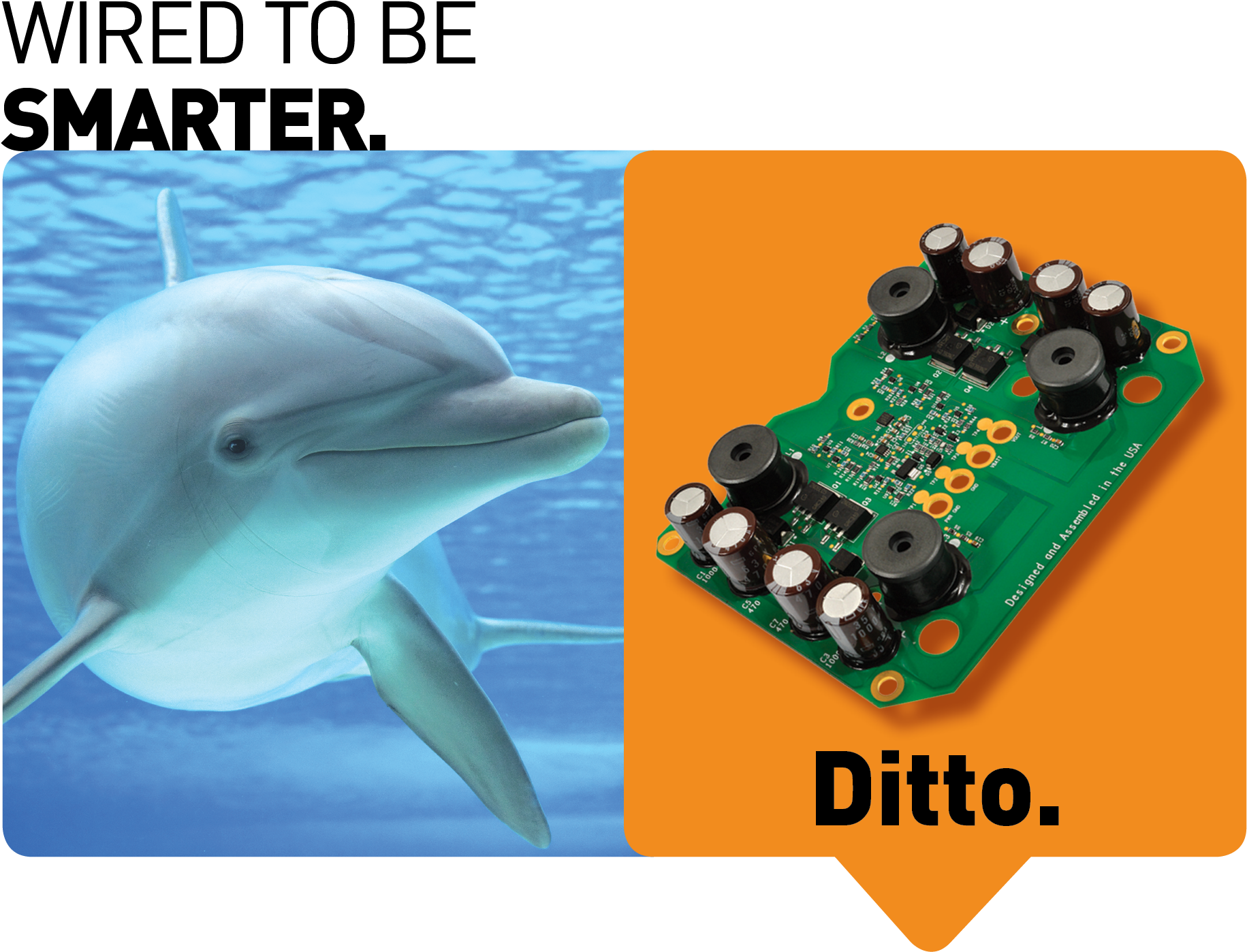 Dolphins Are Considered To Be One Of The Most Intelligent (2434x1435), Png Download