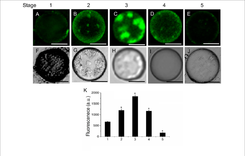 Changes In Sphingolipid Content In Live Protoplasts (850x541), Png Download