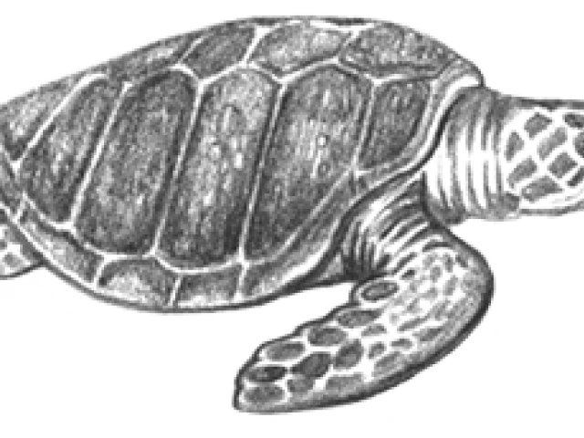 Ridley Png (640x480), Png Download