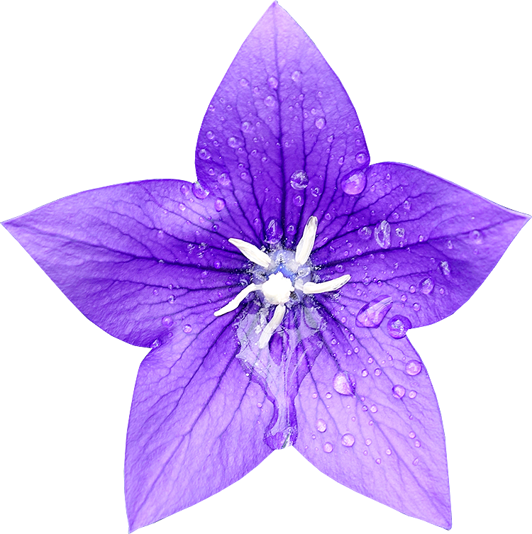 Fleur Detouree Platy (750x753), Png Download