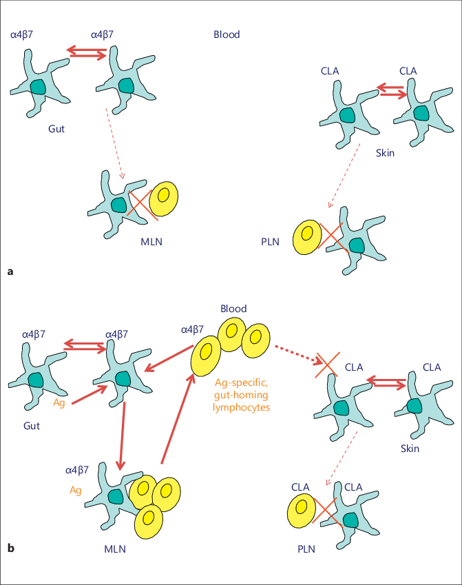 Dc/t Cell Circuitry (671x849), Png Download