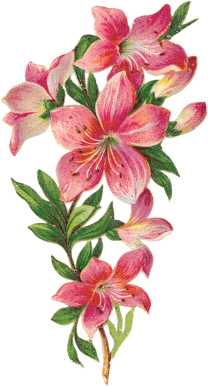 0 70a22 A8895548 Orig-jpg (800x1437), Png Download
