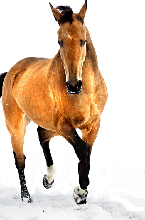 Graceful Fotografía De Caballos, Caballos Salvajes, (494x750), Png Download