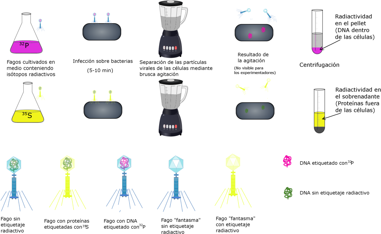 File - Hersheychase (1280x822), Png Download