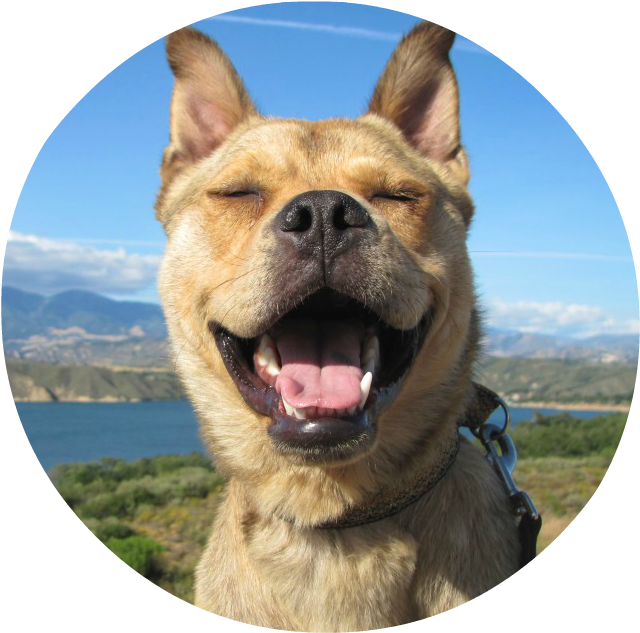 Bodie-grin (699x647), Png Download