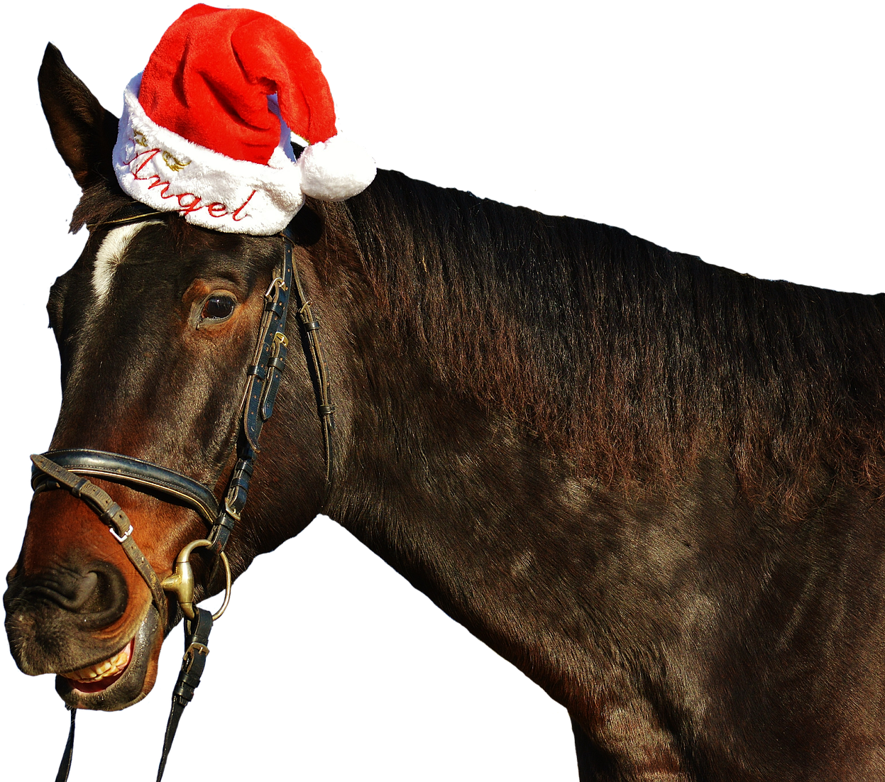 Horse Laugh Grin (1280x1125), Png Download