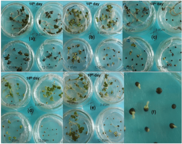 Differences In The Emergence Rates Of The Cultivars (850x477), Png Download
