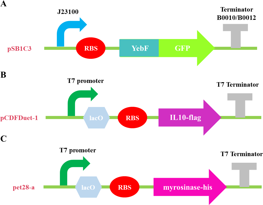 T Neu China A Results 5 (1170x890), Png Download