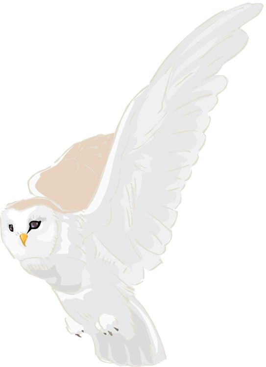 Snowy Owl Clipart Owl Wing (543x750), Png Download