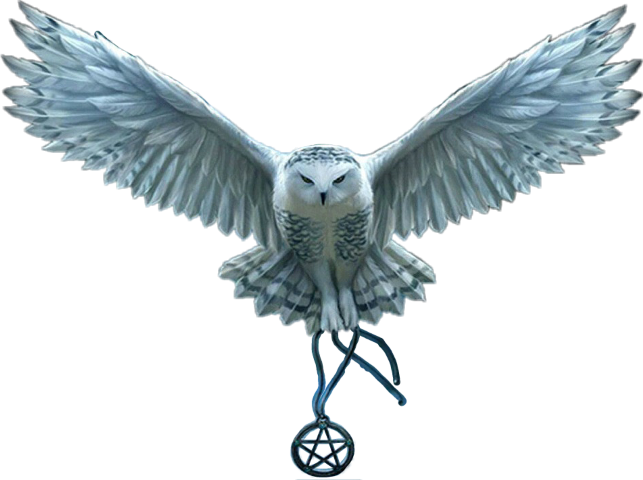 Snowy Owl Png (643x480), Png Download